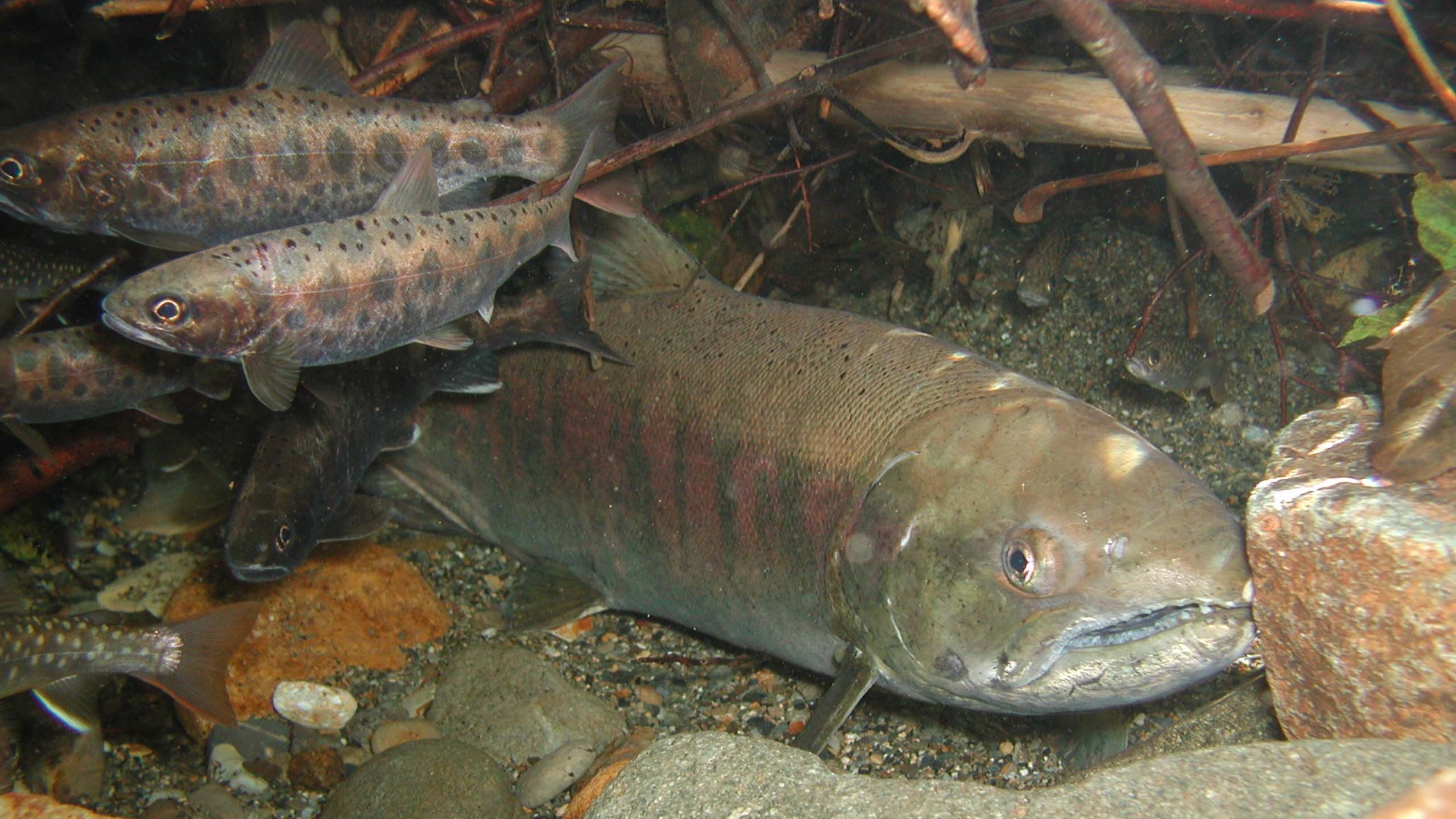 交雑 – 鮭と鰻のWeb図鑑 Web Dictionary of Salmon and Eels 交雑 – 鮭と鰻のWeb図鑑 Web Dictionary of Salmon and Eels