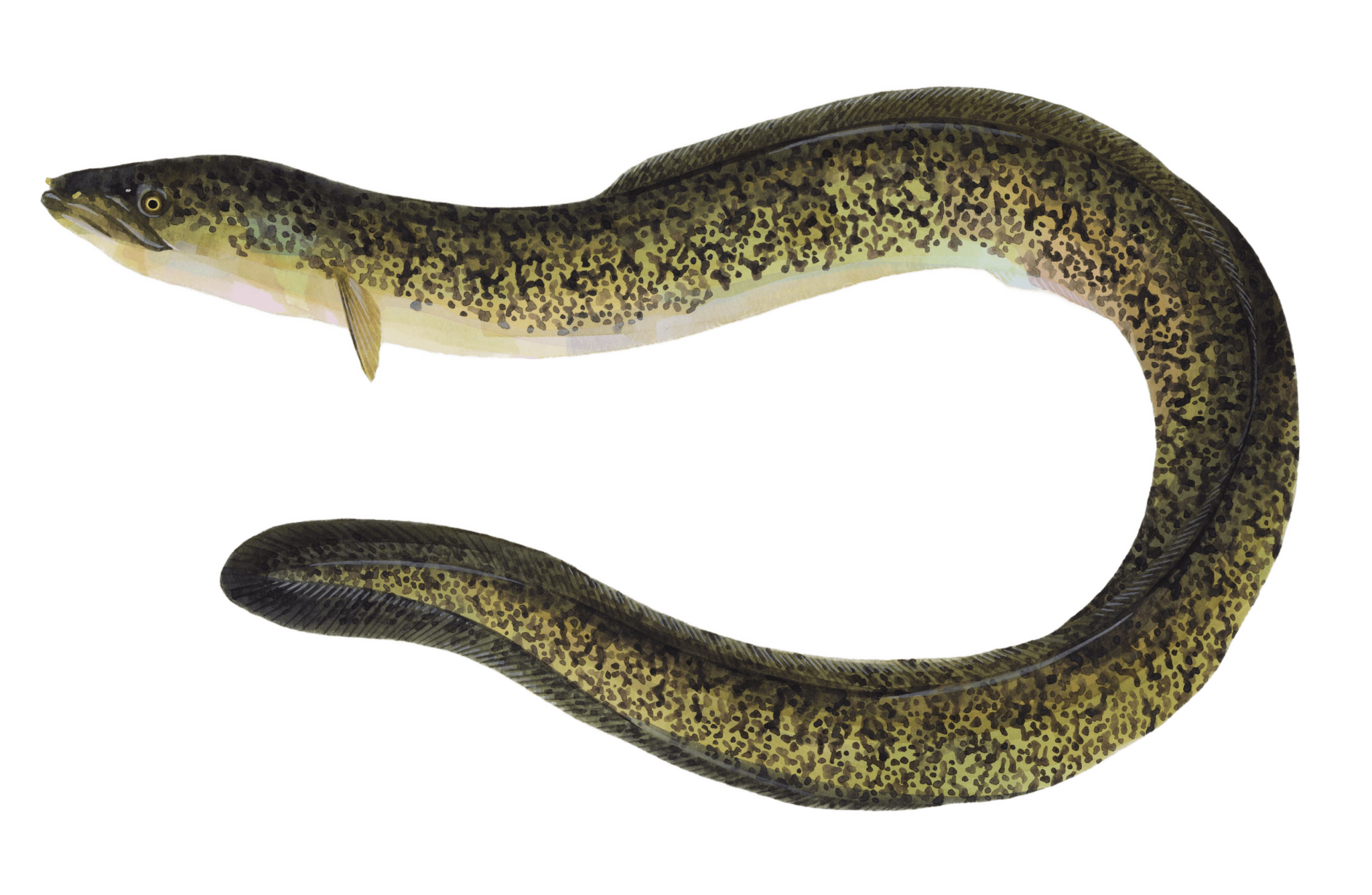 オオウナギ 鮭と鰻のWeb図鑑 Web Dictionary of Salmon and Eels