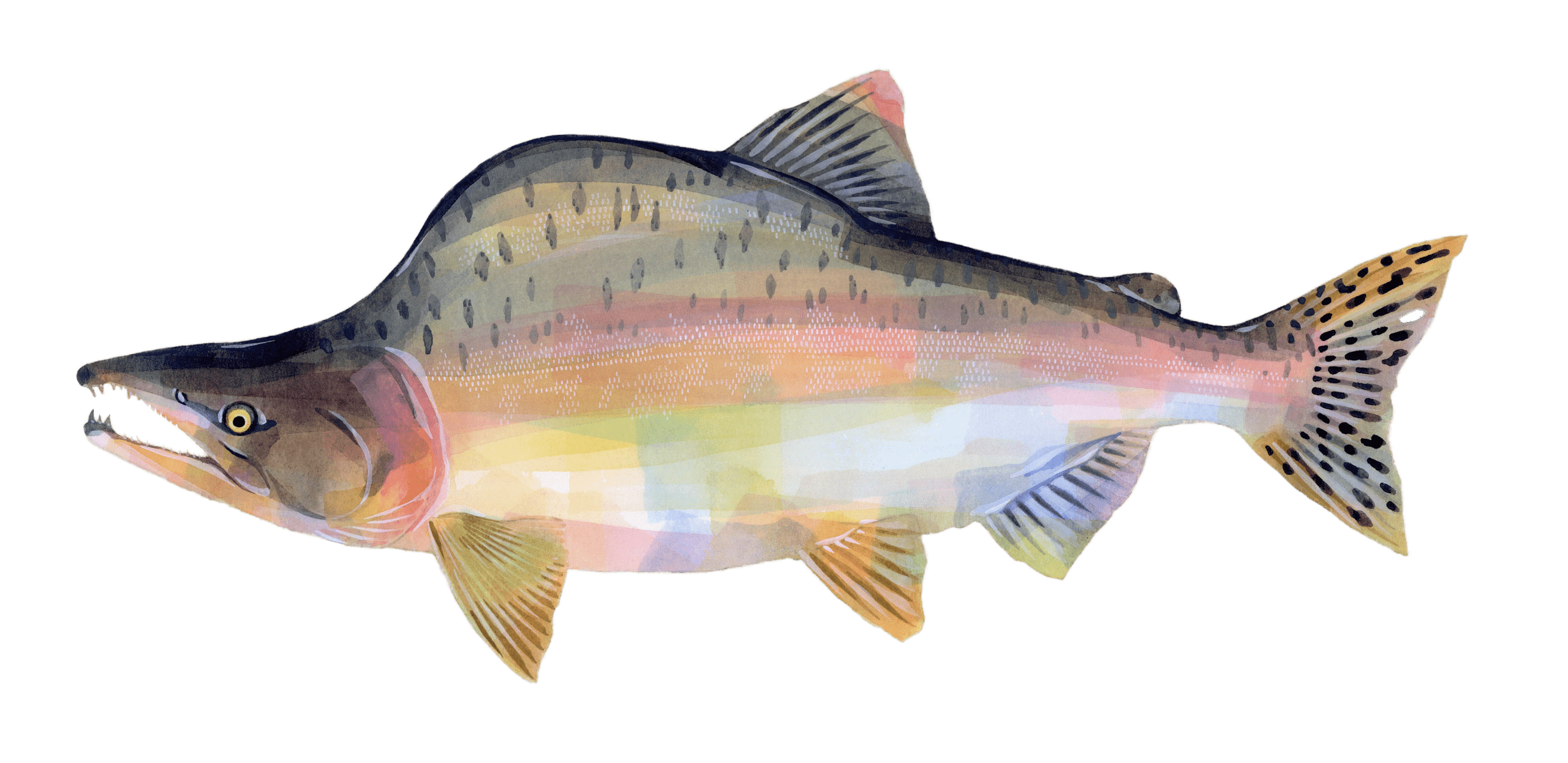 外来マス – 鮭と鰻のWeb図鑑 Web Dictionary of Salmon and Eels