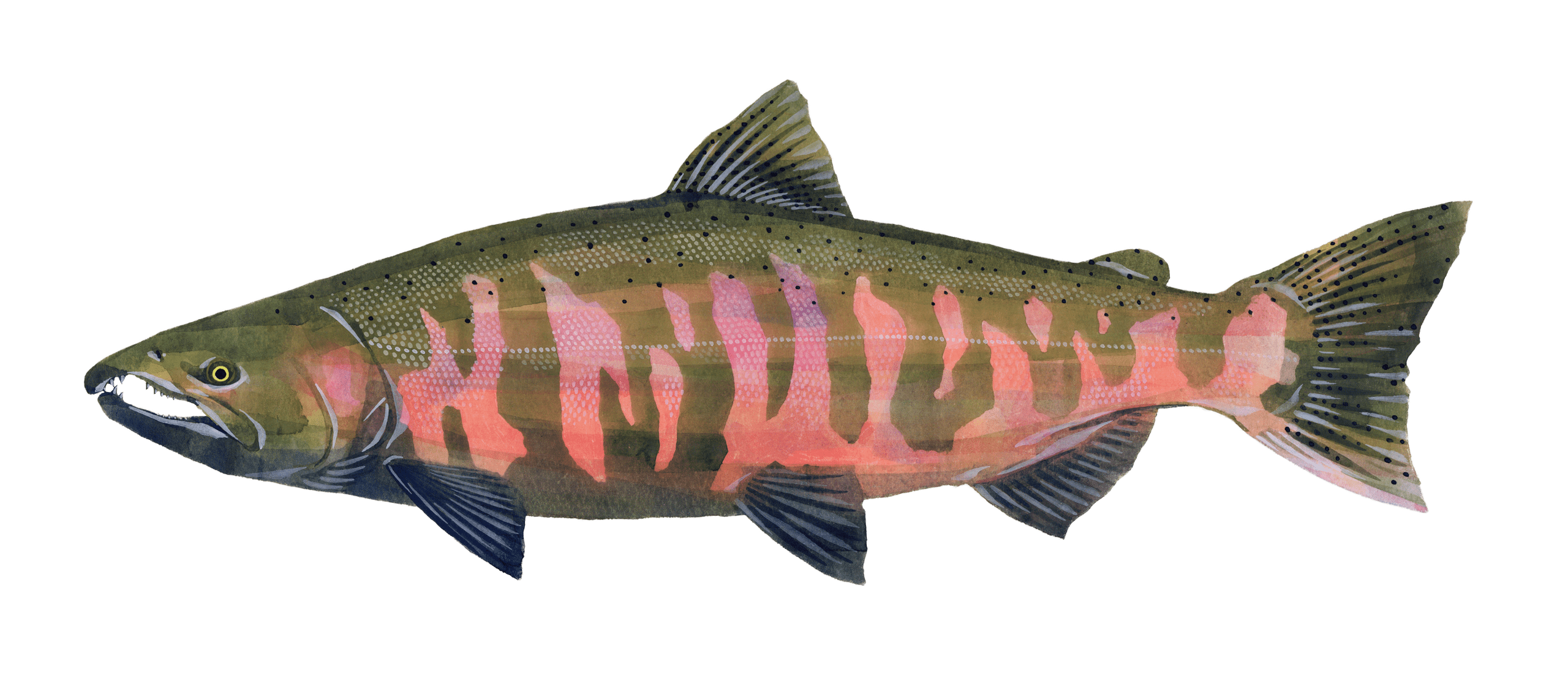 サケ 鮭と鰻のweb図鑑 Web Dictionary Of Salmon And Eels