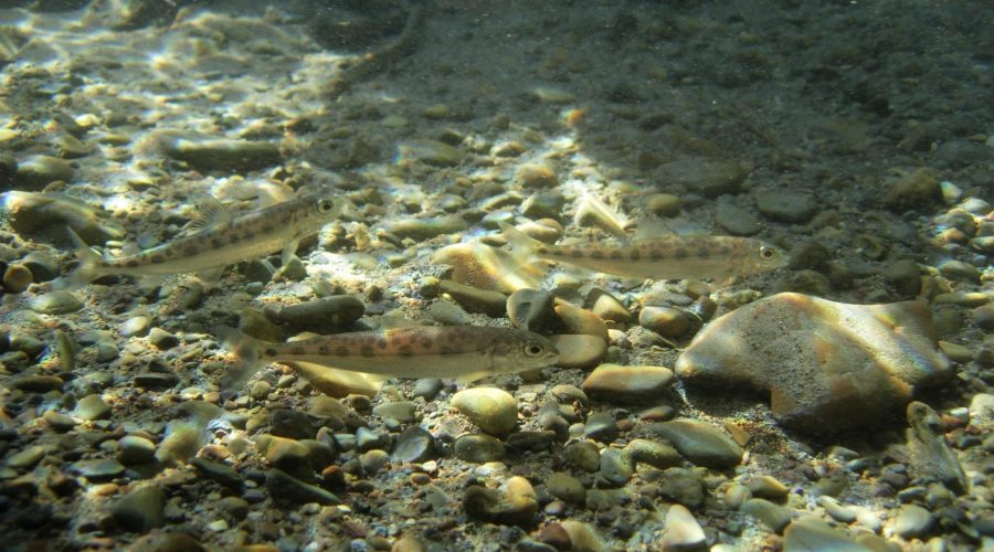ホワイトフィッシュ（幼魚）　Elk Creek モンタナ州 アメリカ