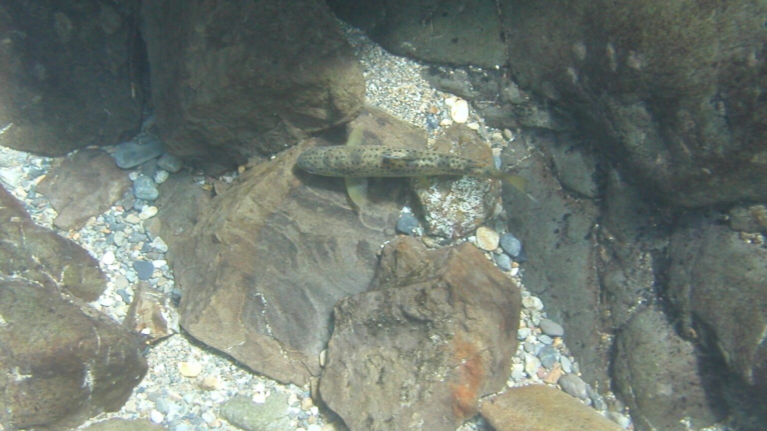 パーマーク 鮭と鰻のWeb図鑑 Web Dictionary of Salmon and Eels