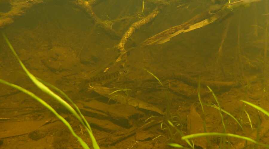 夏のイトウ幼魚（透明度の低いよどみに生息）　朱鞠内湖流入河川　北海道