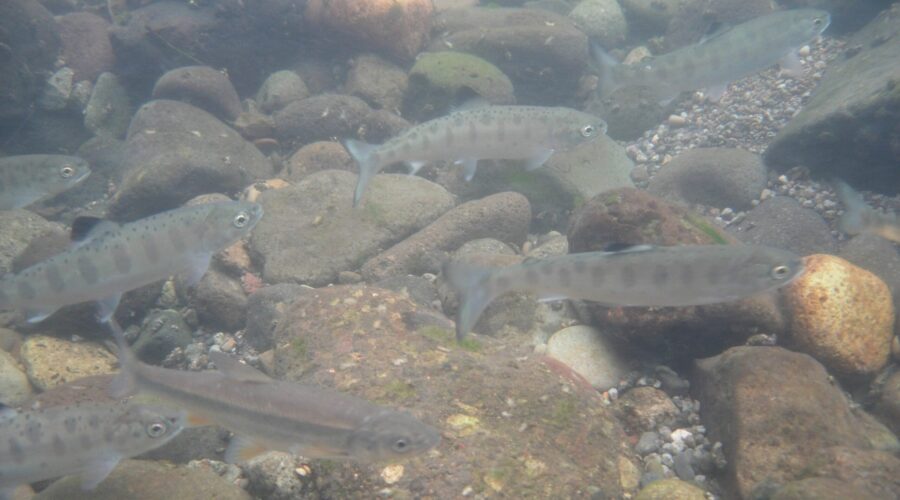 スモルト群れ コベチャナイ川 北海道