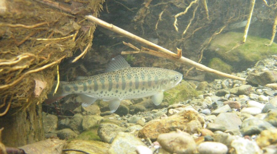 ヤマメ 大尽内川 北海道
