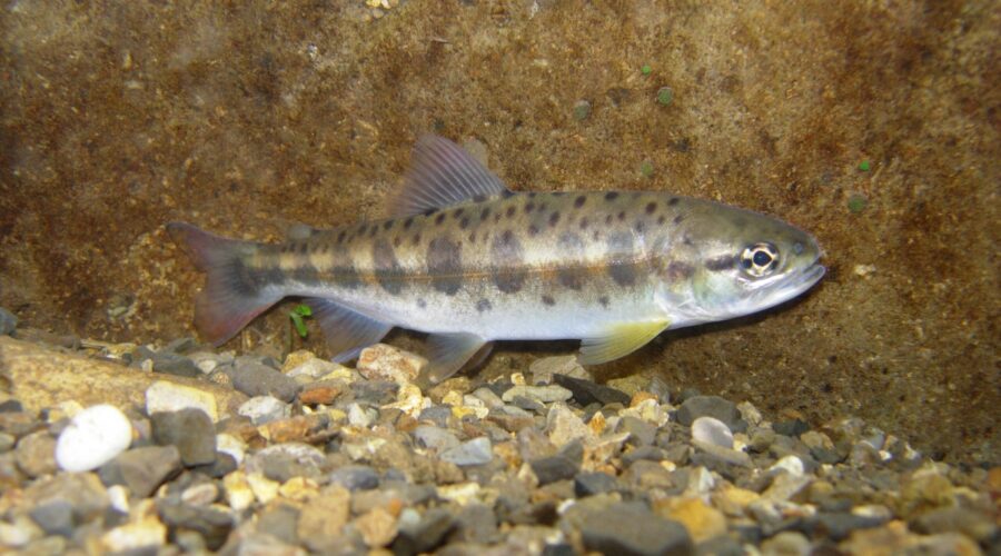 ヤマメ 泊川 秋田県
