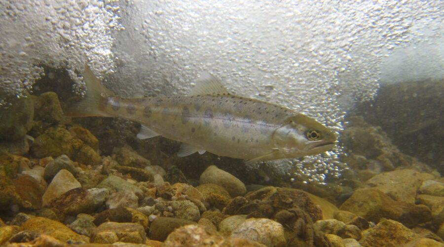 ヤマメ 陸上川 鳥取県