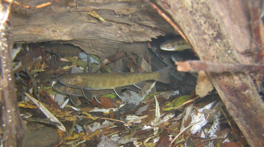 ヤマトイワナ 木曽川 岐阜県