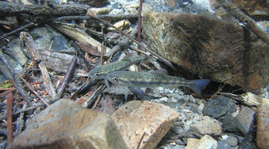 アマゴ 木曽川 岐阜県