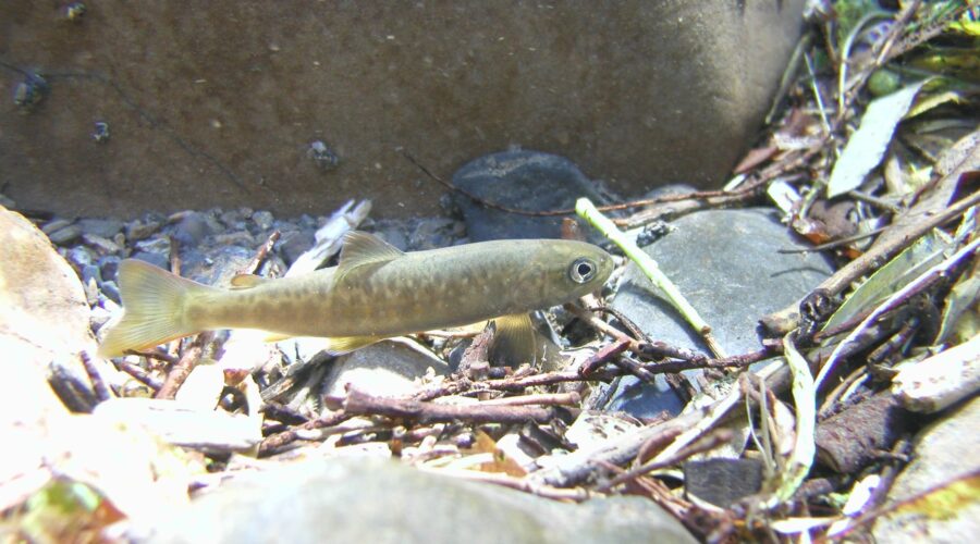 ヤマトイワナ稚魚 木曽川 岐阜県