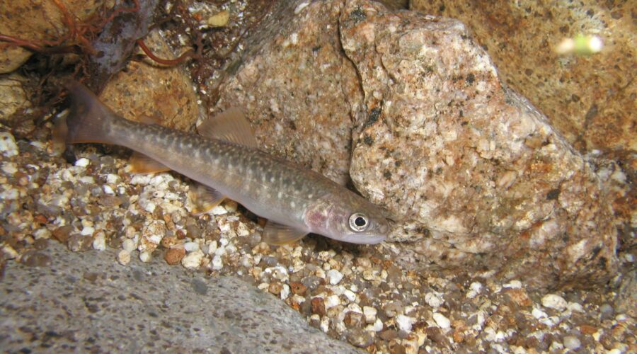 ヤマトイワナ稚魚 木曽川 岐阜県