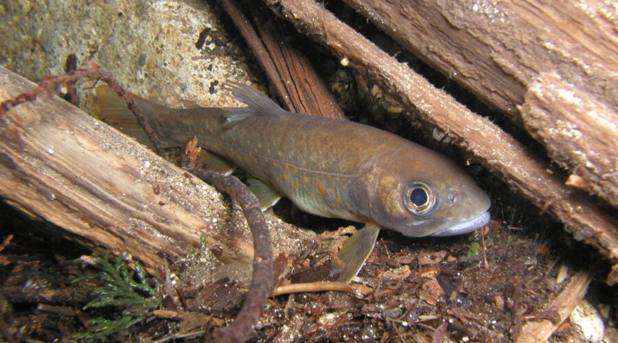 ヤマトイワナ 木曽川 岐阜県