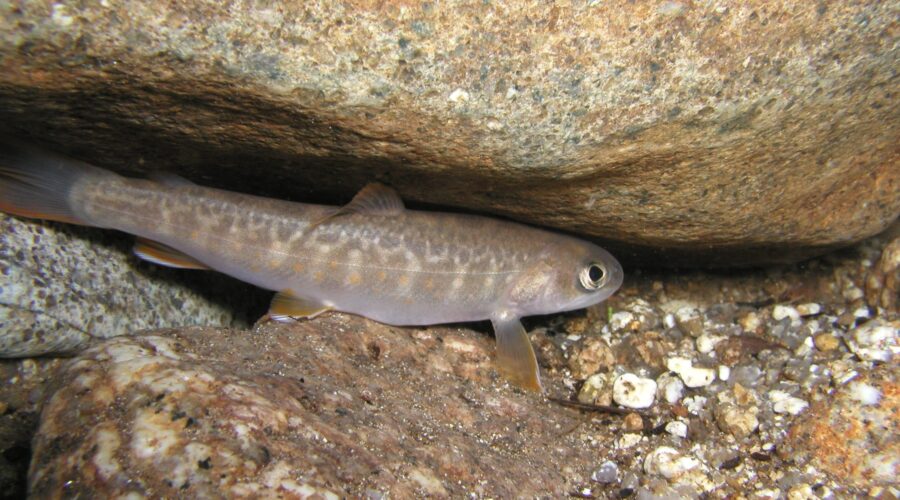 ヤマトイワナ 木曽川 岐阜県