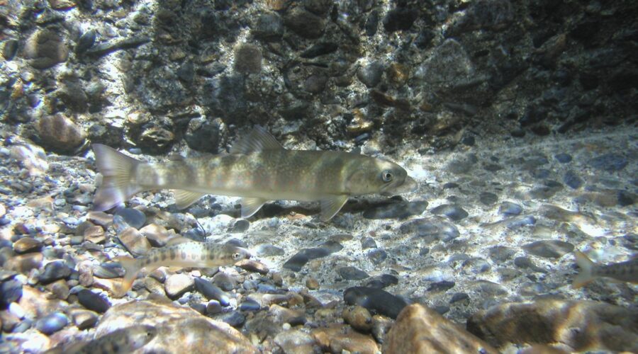 ヤマトイワナ 木曽川 岐阜県