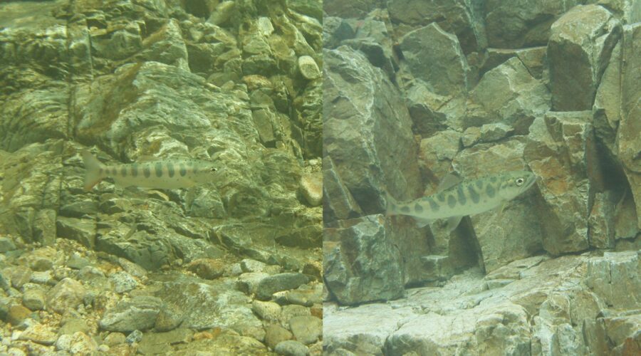 アマゴ 木曽川赤沢 岐阜県