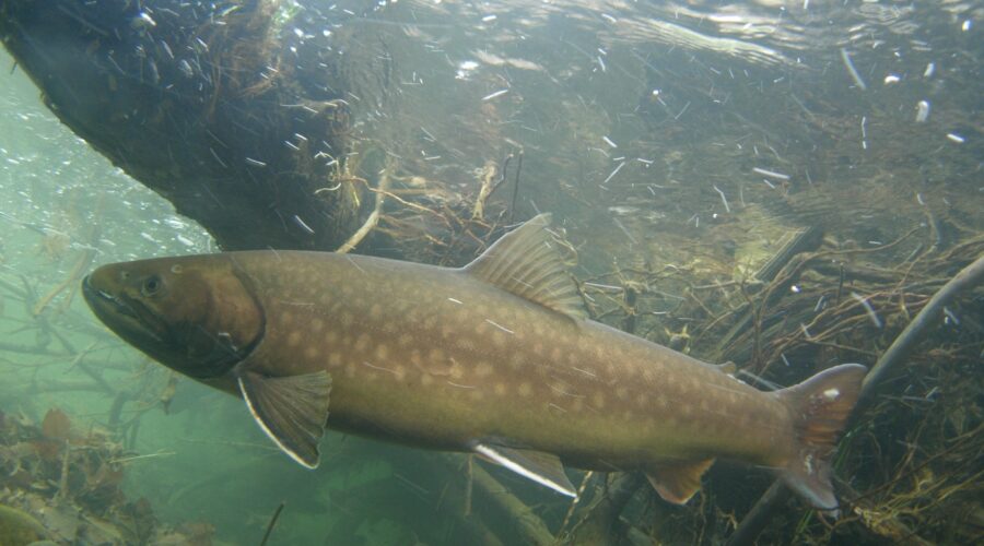 アメマス(降海型) 音別川 北海道