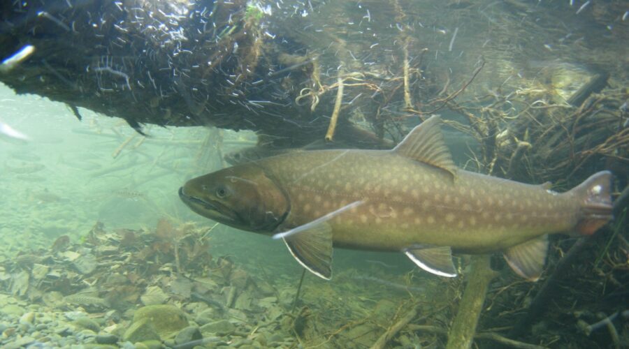 アメマス(降海型) 音別川 北海道