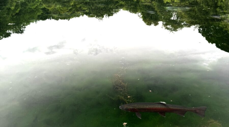 ニジマス 鳥沼公園 北海道 ニジマス 鳥沼公園 北海道