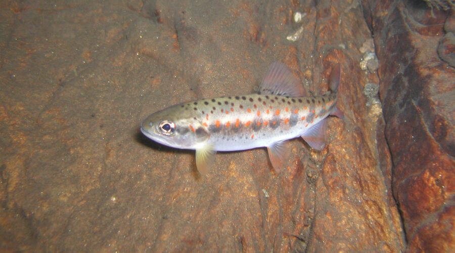 アマゴ 阪内川 三重県