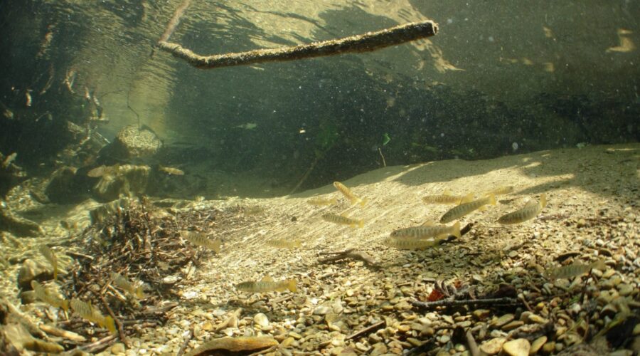 アメマス(稚魚の群れ) 庶路川 北海道