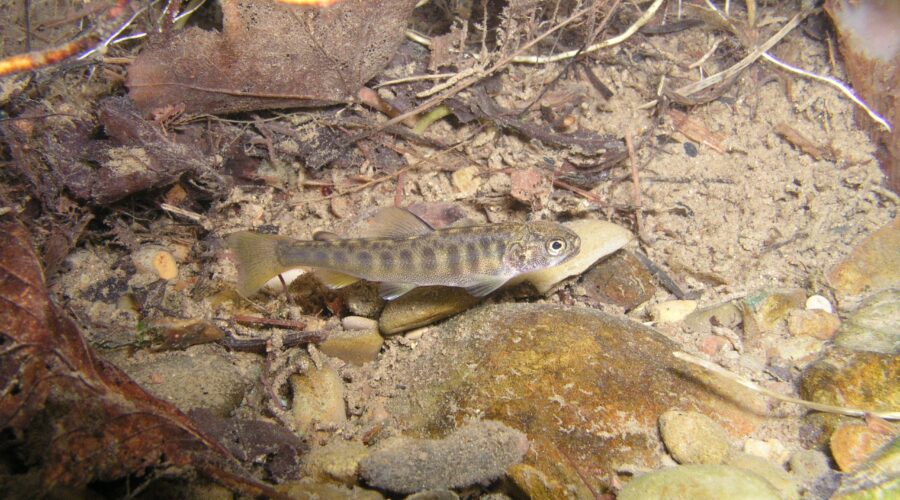 アメマス(稚魚) 尺別川 北海道