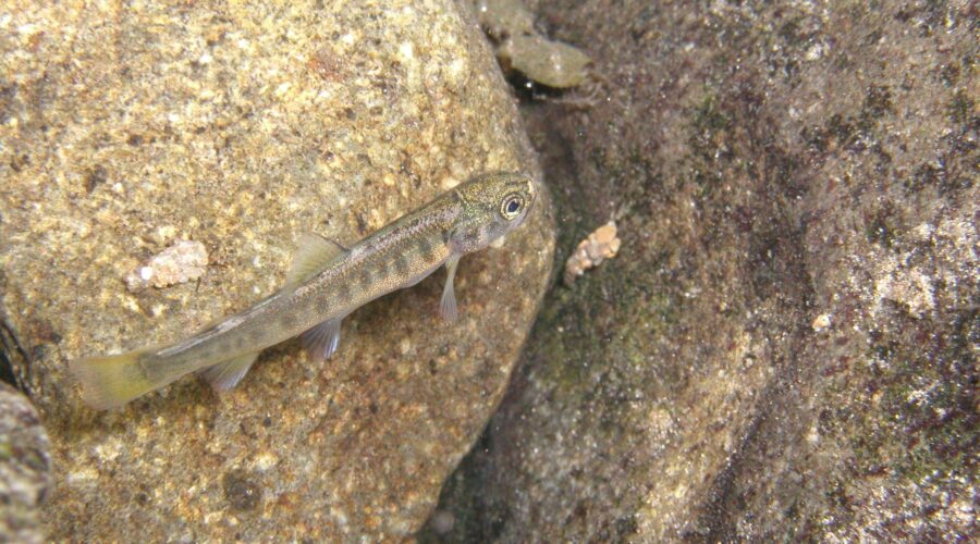 ニッコウイワナ(稚魚) 常願寺川 富山県