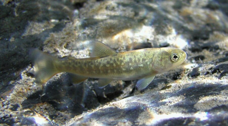 ヤマトイワナ(稚魚) 木曽川 岐阜県