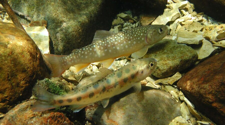 アメマス(幼魚)とサクラマス(幼魚)原木川 北海道