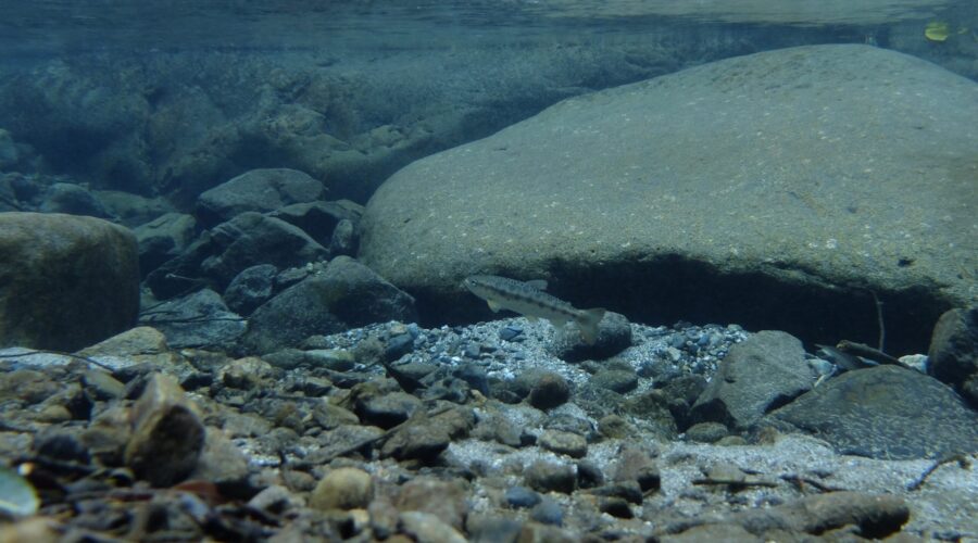 ヤマメ 平良川 鹿児島県